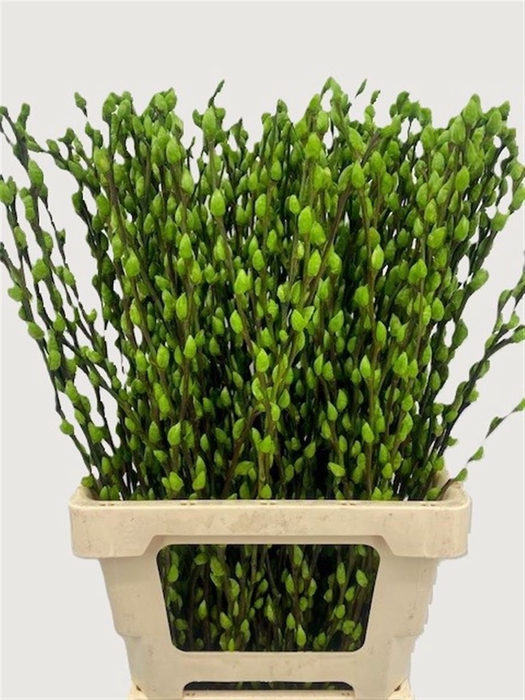 <h4>Salix Wilgenkatjes Apple Green 70cm P Stem</h4>