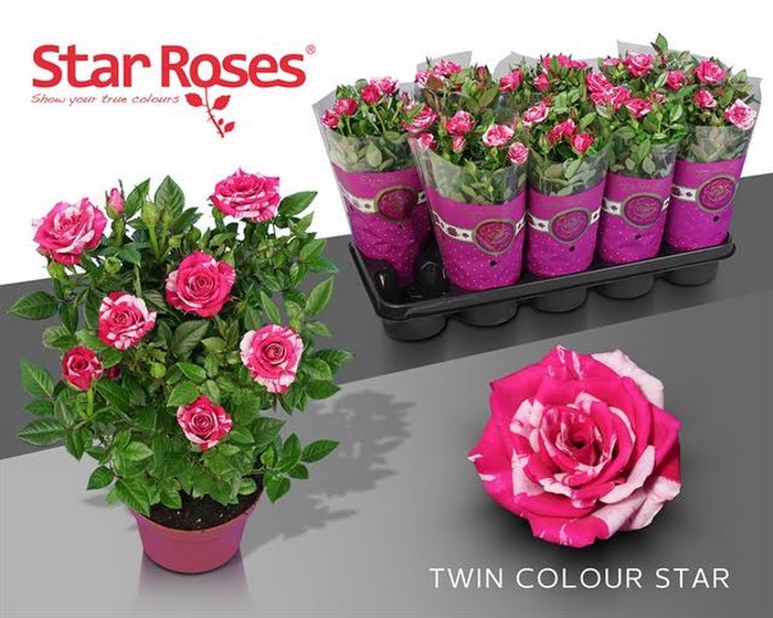 <h4>Rosa Tun Twin Colour Star</h4>