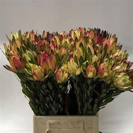 <h4>Leucad Mountain Rose</h4>