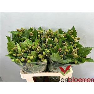 Rubus Fr Chester 60cm