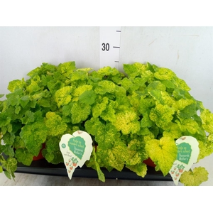 Tolmiea menziesii   ...variegated