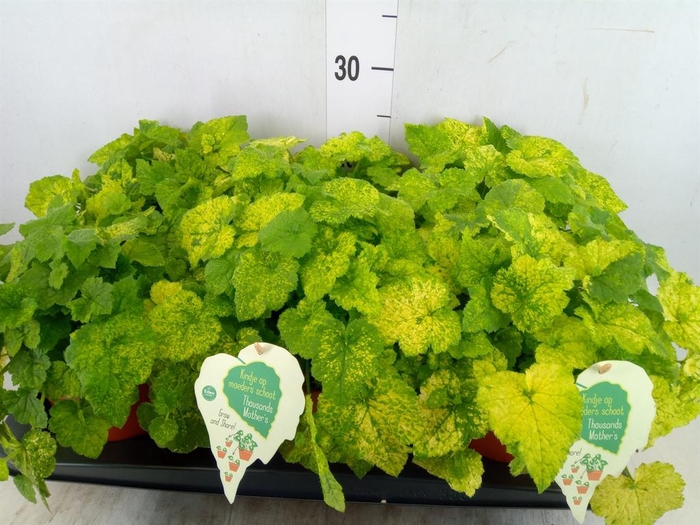 <h4>Tolmiea menziesii   ...variegated</h4>