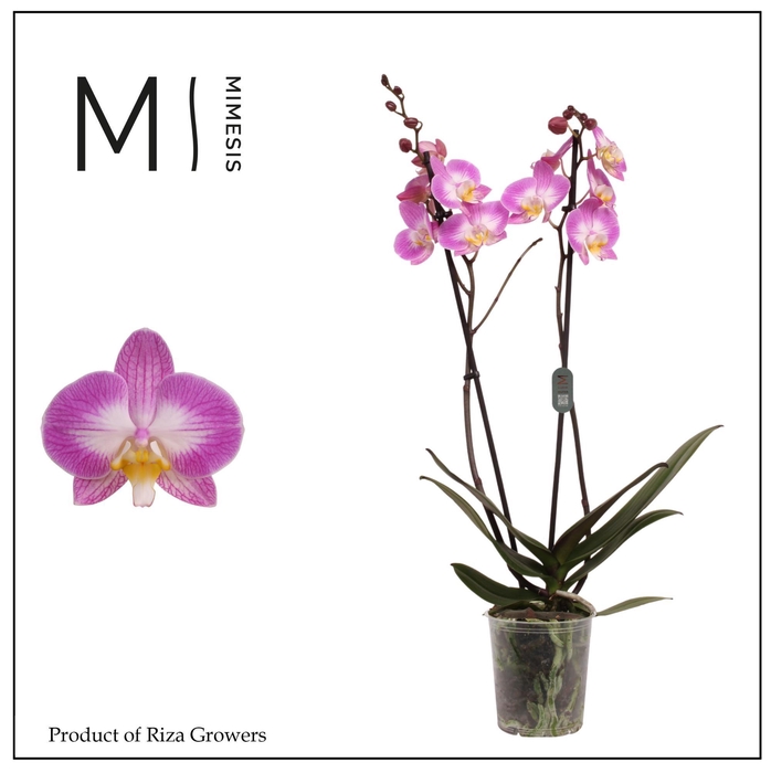 <h4>Phalaenopsis Split 2 spike - 12cm | Mimesis</h4>