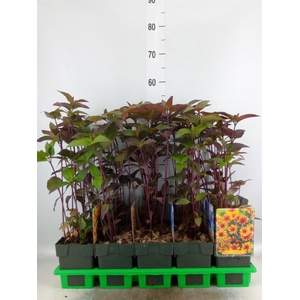 Heliopsis