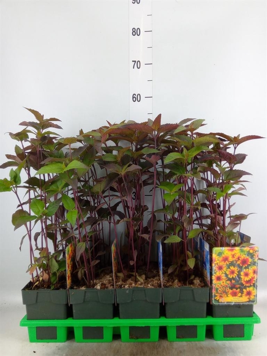 <h4>Heliopsis</h4>
