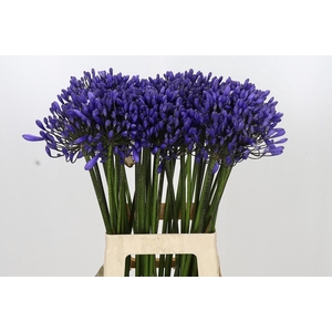 Agapanthus 'Buddy Blue'