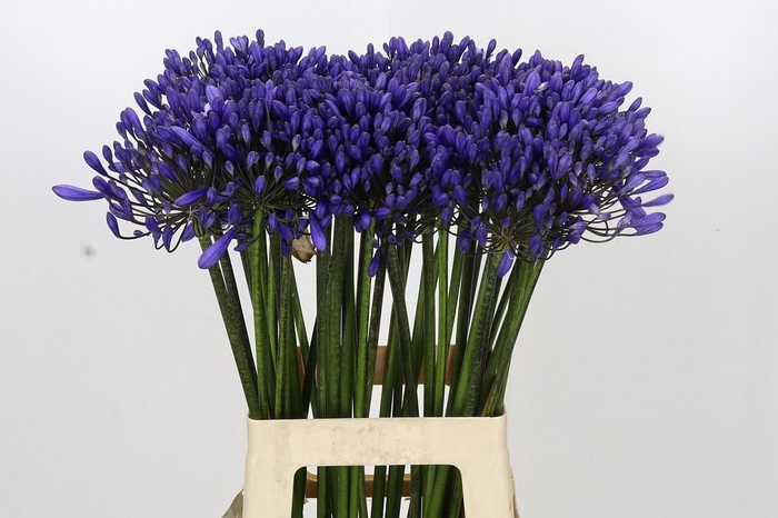 <h4>Agapanthus 'Buddy Blue'</h4>