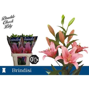LI LA BRINDISI
