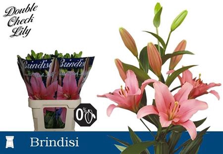 LI LA BRINDISI