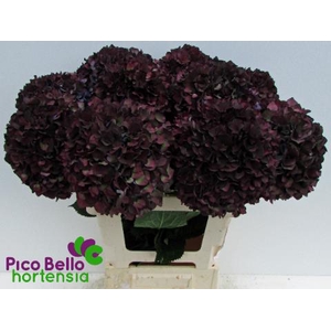 Hydrangea mag ruby red classic purple
