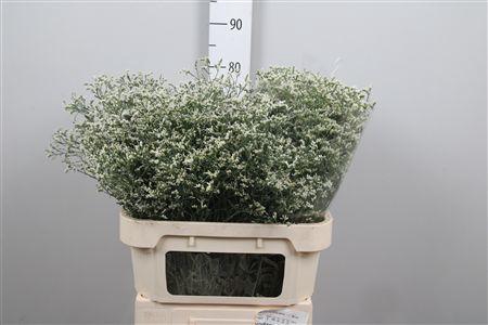 <h4>Lim Sin China White</h4>