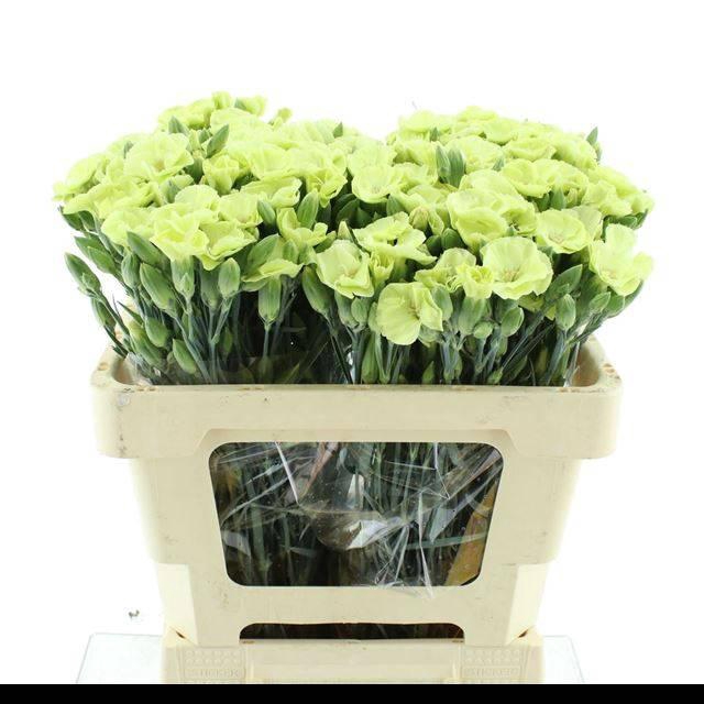 <h4>DI TR SIMPLY MELA EXTRA</h4>