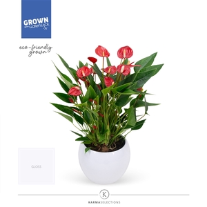 Anthurium Andreanum Grp Million Flowers Red