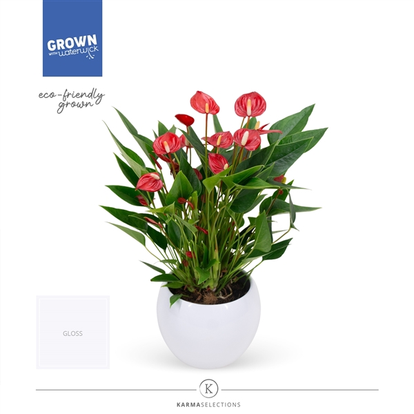 <h4>Anthurium Andreanum Grp Million Flowers Red</h4>