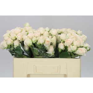 Rosa Tr Sofie X5