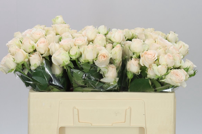 <h4>Rosa Tr Sofie X5</h4>