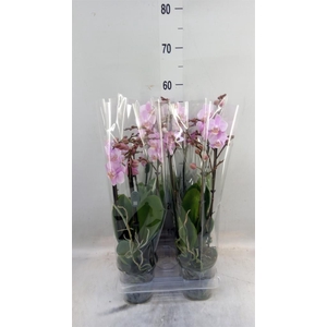 Phalaenopsis multi. 'Beaution'