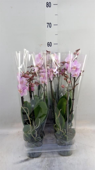 <h4>Phalaenopsis multi. 'Beaution'</h4>