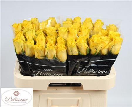 <h4>R Gr Goldfinch</h4>