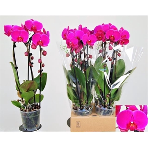 PHAL EL CASCADE
