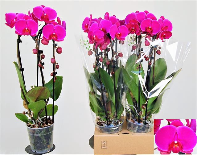 PHAL EL CASCADE