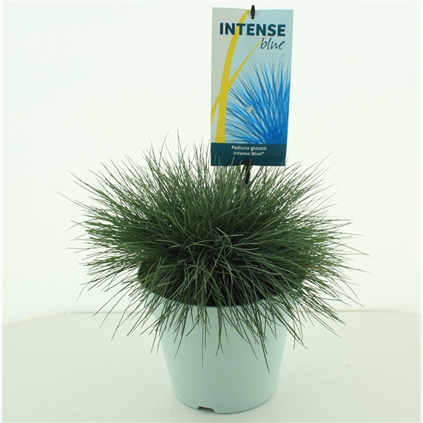 <h4>Festuca glauca Intense Blue®</h4>