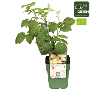 Rubus idaeus Twotimer® Sugana Yellow® Bio P13