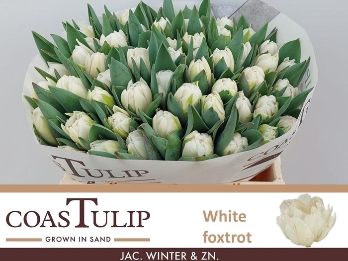 <h4>TU DU WHITE FOXTROT</h4>