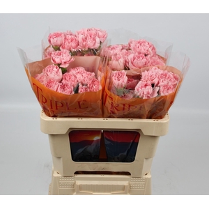 DI ST PINK MONTEZUMA