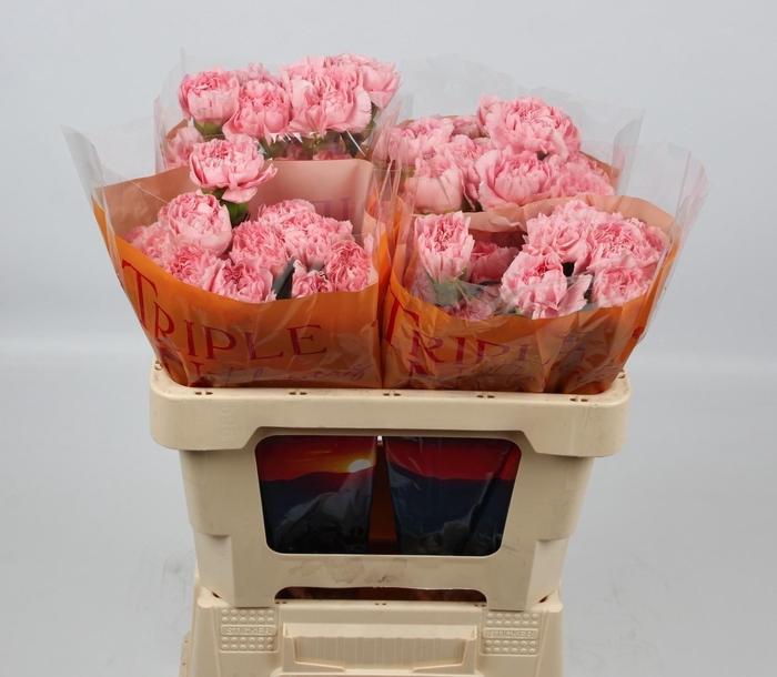 <h4>DI ST PINK MONTEZUMA</h4>