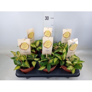 Hoya carnosa 'Tricolor'