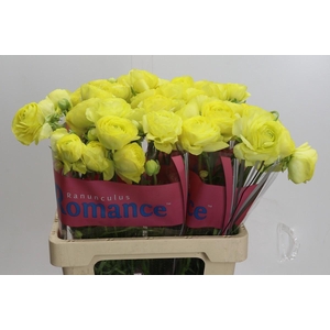 Ranunculus Romance Supreme Yellow