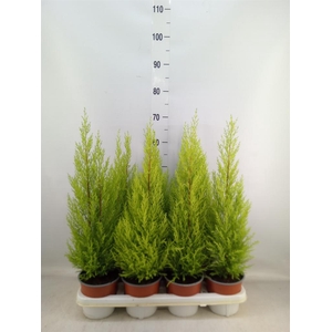 Cupressus macro. 'Goldcrest Wilma'