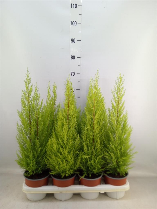 <h4>Cupressus macro. 'Goldcrest Wilma'</h4>