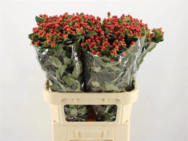 <h4>HYP MAG TRIUMPH</h4>