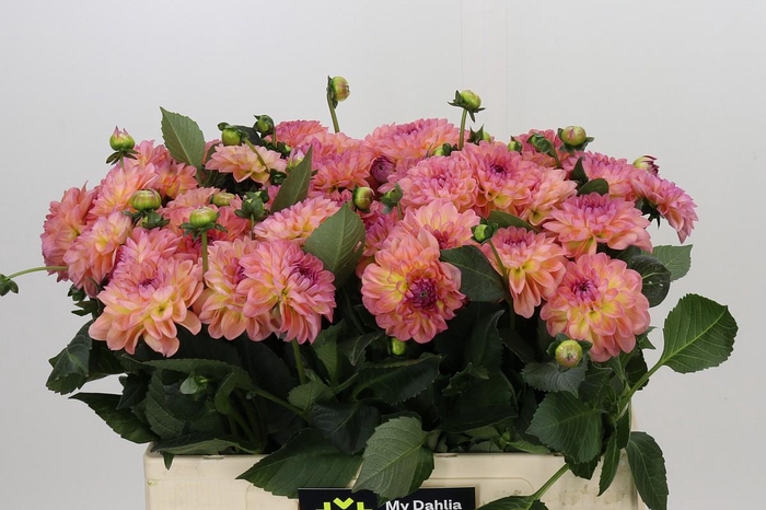 <h4>Dahlia Sebastian</h4>