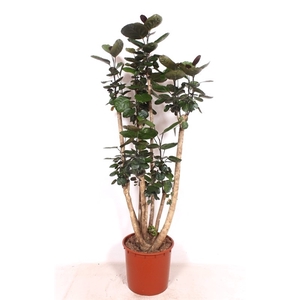 Polyscias 'Fabian'