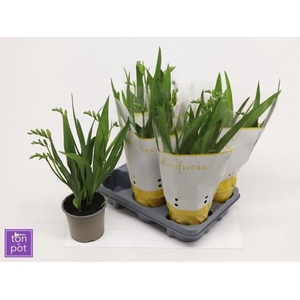 FREESIA OV