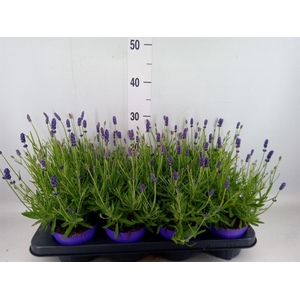 Lavandula angus. 'Havanna Dark'