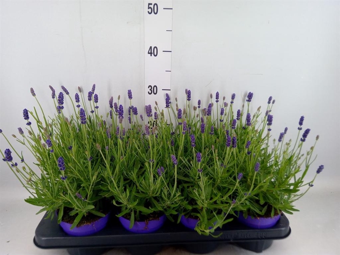 <h4>Lavandula angus. 'Havanna Dark'</h4>