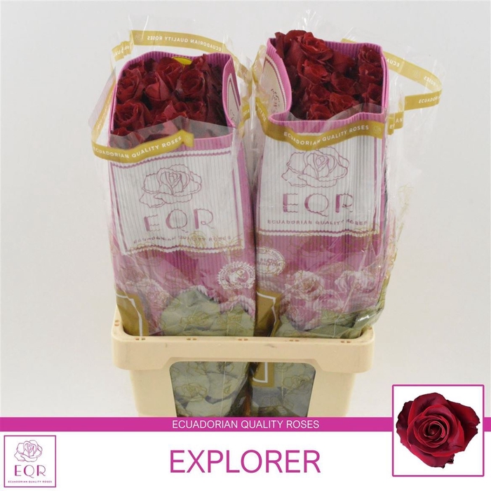 <h4>Rosa Gr Explorer</h4>