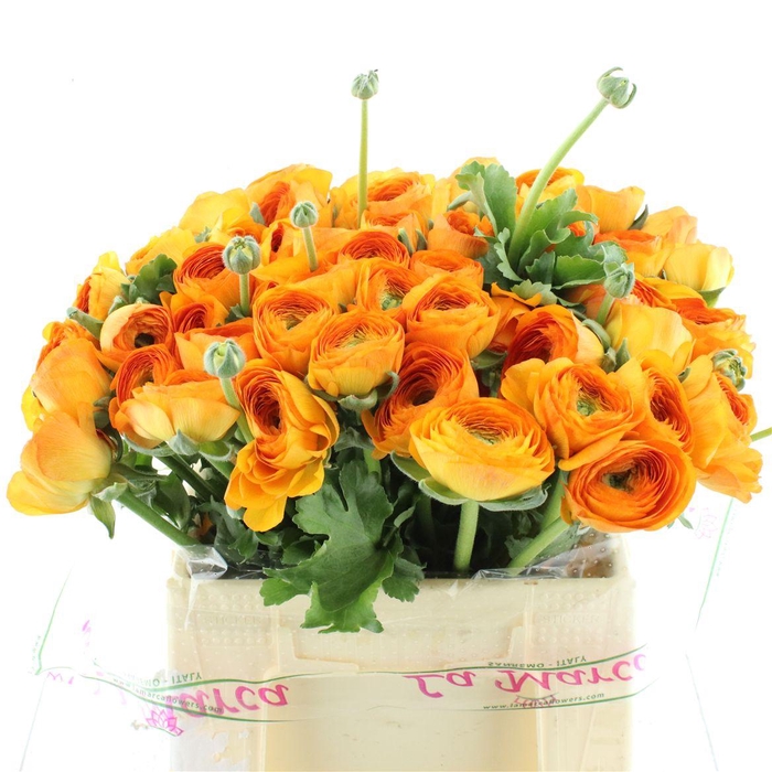 <h4>Ran Su Sr Fiesta Extra</h4>