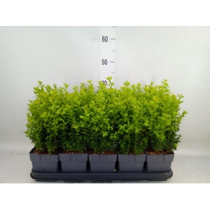 Buxus semp.   ...