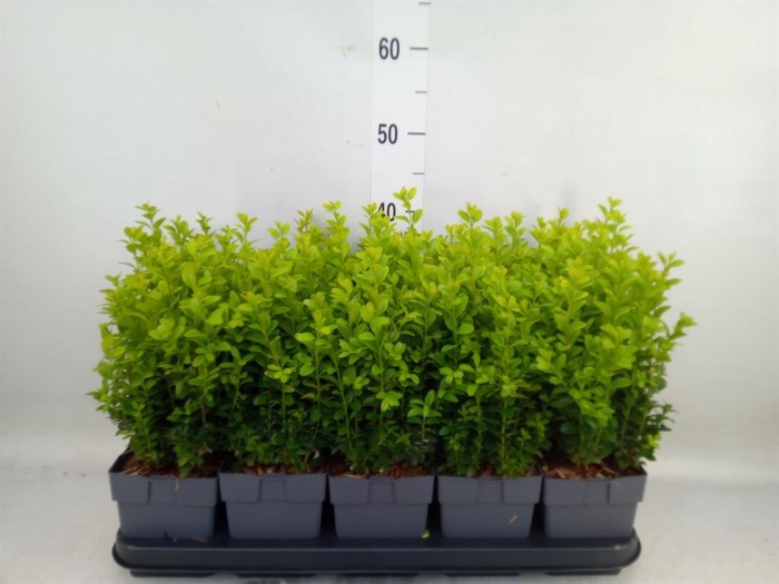 <h4>Buxus semp.   ...</h4>