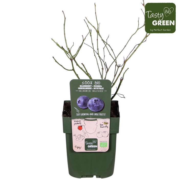 <h4>Vaccinium corymbosum</h4>