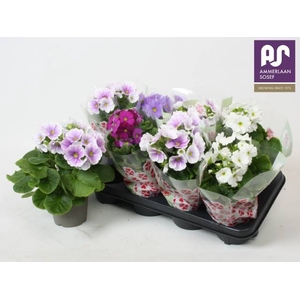 !! PROMO !! PRIMULA OBCONICA MIX