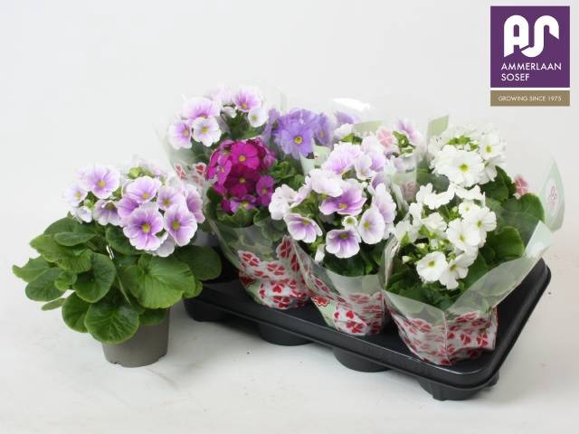 !! PROMO !! PRIMULA OBCONICA MIX