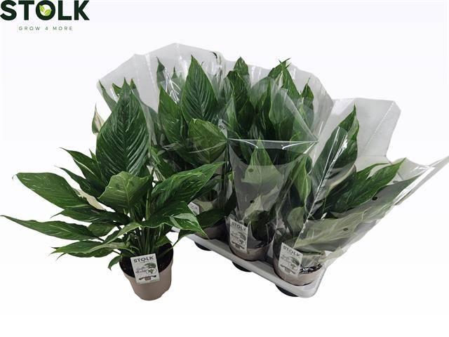 <h4>SPATH DIAMOND</h4>