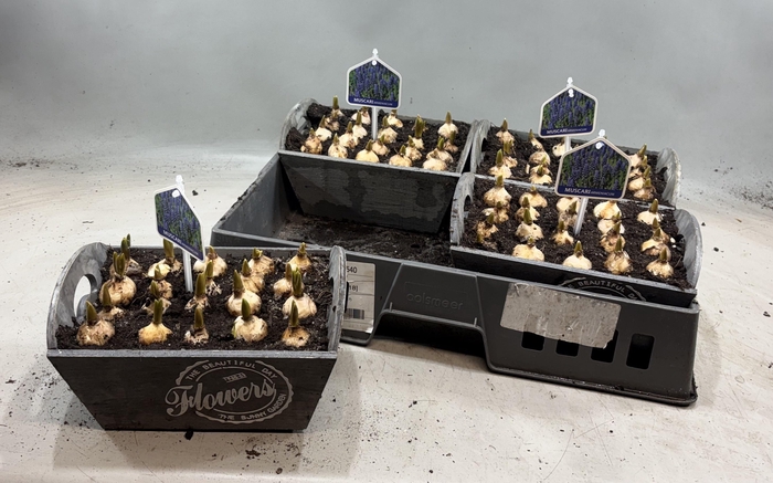 <h4>ARR MUSCARI</h4>