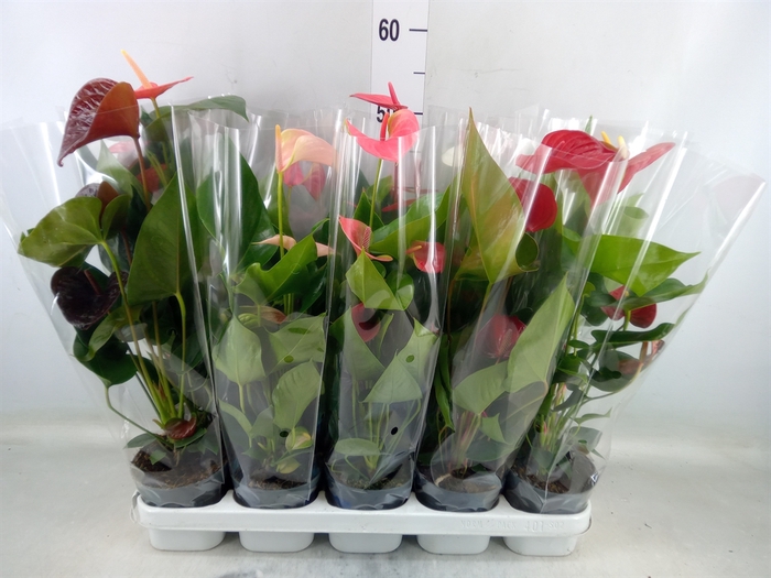 <h4>Anthurium   ...mix</h4>